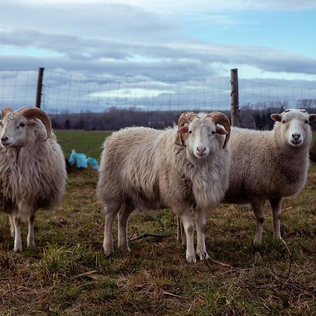Agroturystyka Brygadziaki Charbielin エクステリア 写真